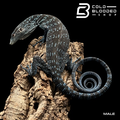 60KB 2001 null null null 3 null 3 6 2003 null jDnwW3JTbexi3M